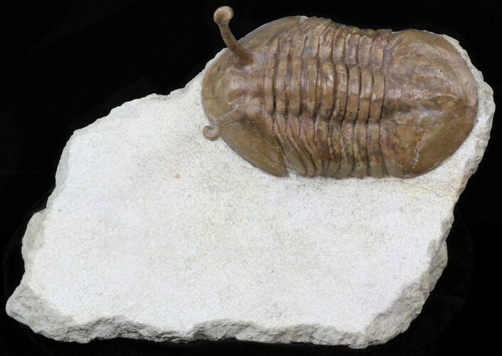 Large Asaphus Kowalewskii Trilobite - #30897